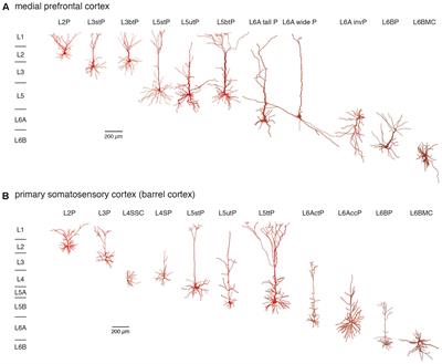 Layer- and Cell Type-Specific Modulation of Excitatory Neuronal Activity in the Neocortex